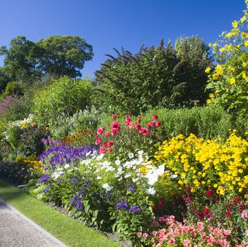 garden with annuals and perennials