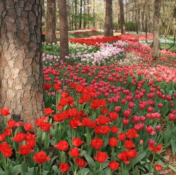 Flower, Flowering plant, Plant, Red, Spring, Natural landscape, Tulip, Botany, Leaf, Petal, 