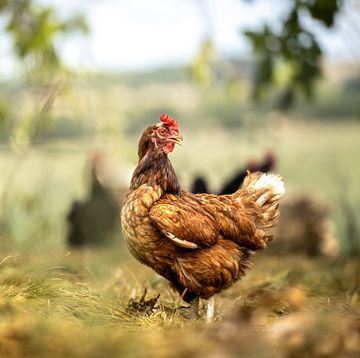 species appropriate keeping of chickens in the countryside