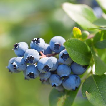 how to grow blueberries