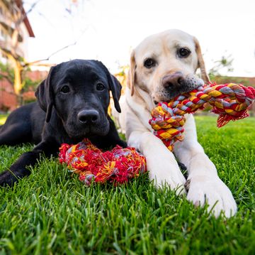 labrador retriever dogs looking at camera while they are chewing a rope toy in backyard