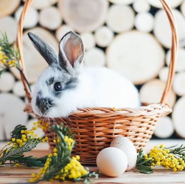 white and black bunny in an easter basket with yellow flowering mimosa sprigs