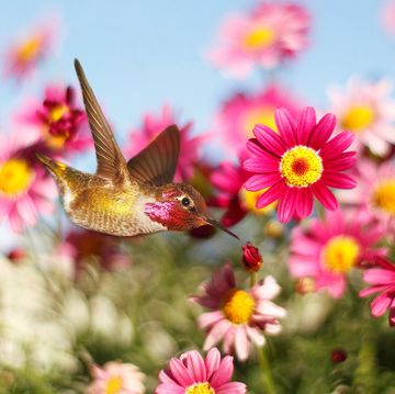 flowers for hummingbirds in a field of pink blossoms
