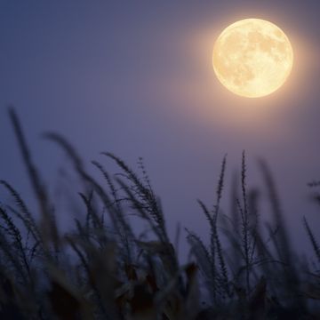 field of grain under september’s full harvest moon, so called because farmers harvested under its glow in olden days