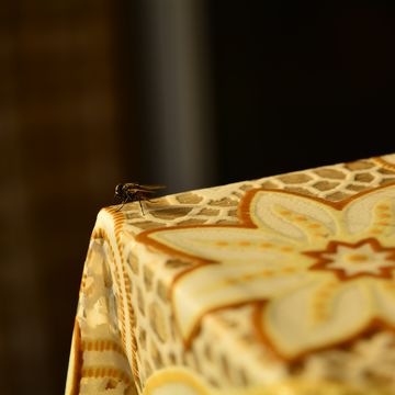 house fly on a table with blurred background