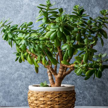 jade plant care in a wicker planter