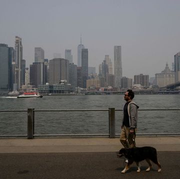 man walking his dog during poor air quality