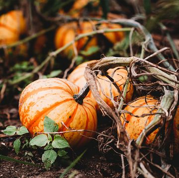 keep pumpkins from rotting on the vine