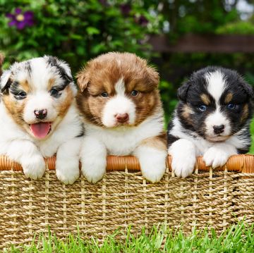 puppies in a basket