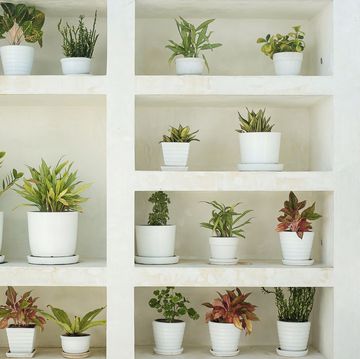 tropical plants on shelves